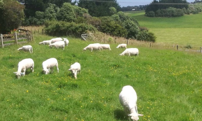 Linton Villa | A rustic Villa nestled between the local farms, great views, walks & bike rides