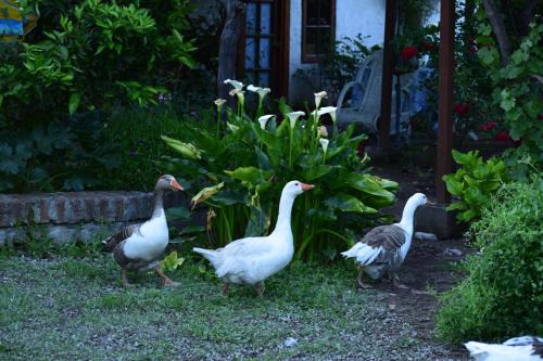 Isla de Maipo House | Alojamiento Rural Casa Quinta Peumayen