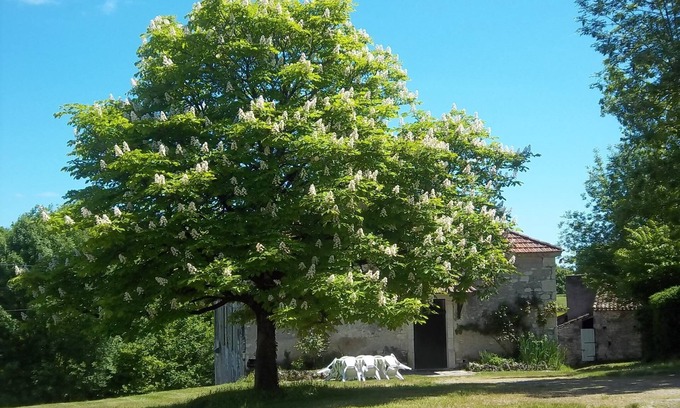 Villeseque Other | Authentic Quercynoise farm in the heart of the Cahors vineyard