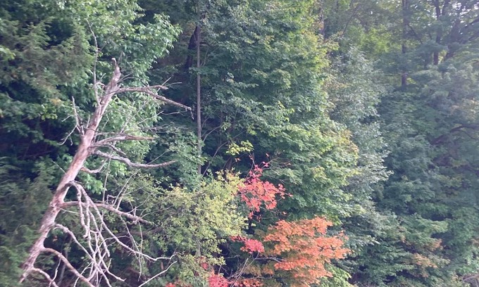 Mesick Cabin | Beautiful cabin on the Manistee River