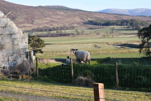 Newtonmore House | Birch Cottage