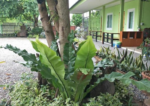 Thap Than Bed & Breakfast | Bu Nga Homestay