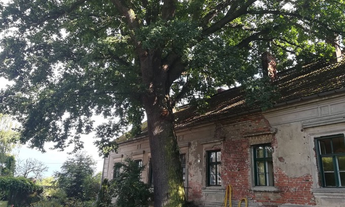 Ortwig Condo | century-old house next to an even older oak tree in the middle of a field