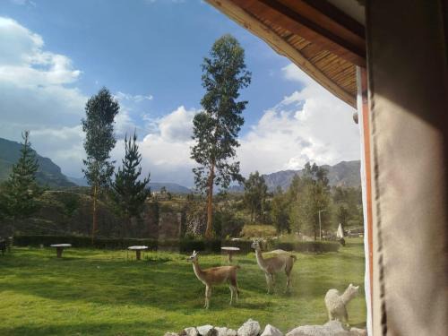 Chivay Hotel | Chakras Colca