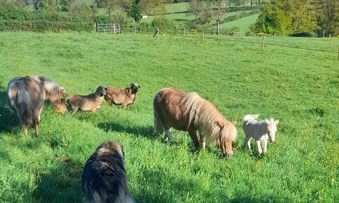 La Gresle Bed & Breakfast | Cosy accommodation for 4 with swimming pool in green surroundings and ponies on site