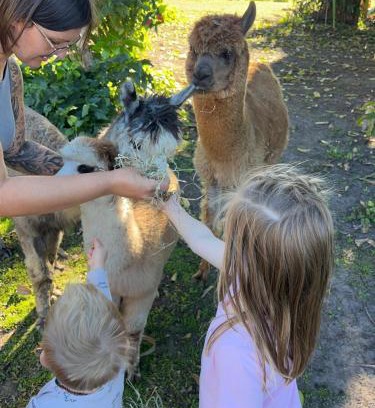 Oakhurst Apartment | Cosy farmstay, Pet friendly, Alpacas,Scenic