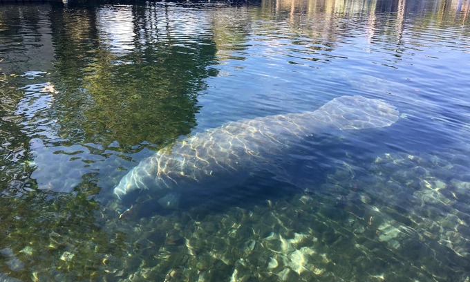 Springs at Kings Bay Condo | Coveted Crystal River, FL Oceanfront Condo in Smugglers Cove