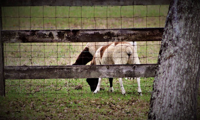 Sugarmill Woods Other | Cozy Farm Stay