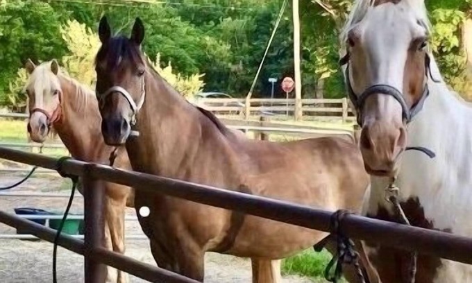 Columbia Other | Escape to Horse Ranch close to Hershey, Lanc, Nook, Sight & Sound, Amish Country