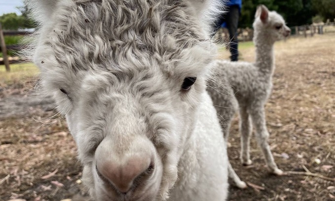 Cromer House | Farm stay with alpacas at your doorstep