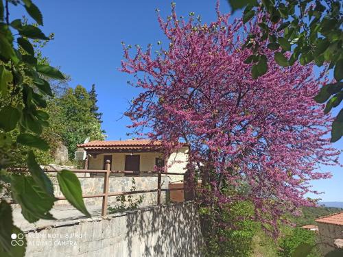 Tripi House | ForestRock Studio FOR SALE TOO