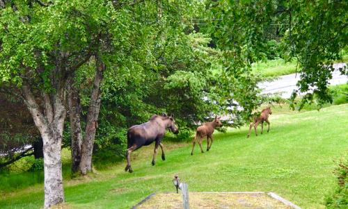 Homer Bed & Breakfast | Halcyon Heights B&B/Inn