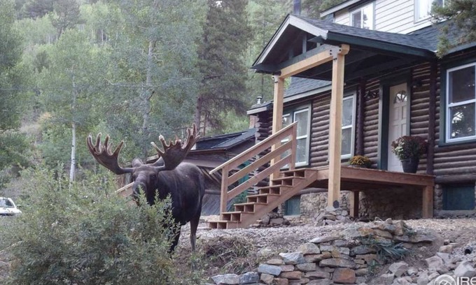 Rollinsville Cabin | Honey Bear Creek Artists Mountain Retreat