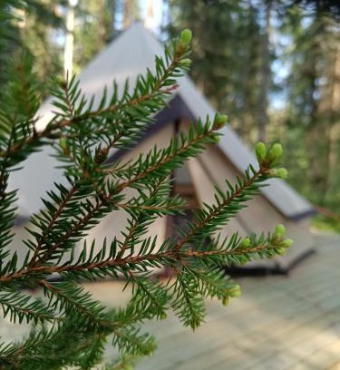 Kurikka Other | Kallion Kamujen Glamping teltta-alue