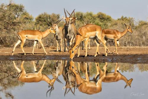 Ghanzi Other | Korabi Lodge & Game Farm