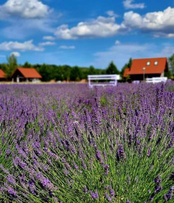 Ustka House | Lawendowy Zakątek Machowino- Domek Blue Scent