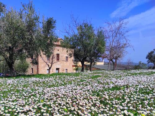 Orsogna House | Le Mignole