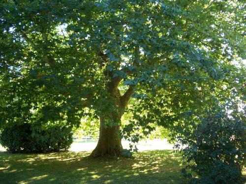 Lafrancaise Bed & Breakfast | Le Platane