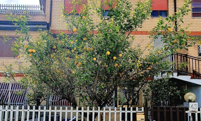 Ostia Antica Apartment | Lemon Tree House