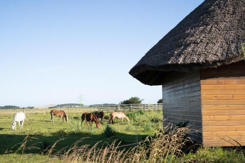 Barra de Valizas Cabin | Los Chajá Ecolodge