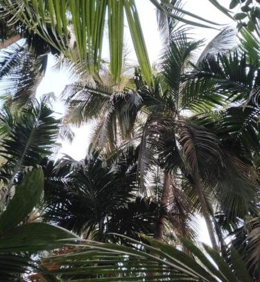 Nagaon House | MADHULI COTTAGE