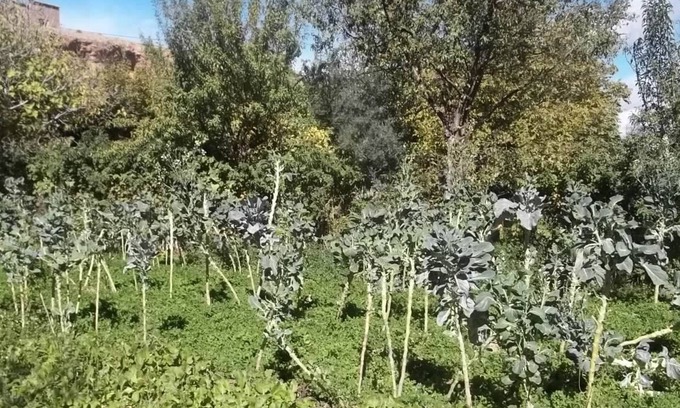 Ait Sedrate Jbel El Soufla Bed & Breakfast | Maison d'hôtes Mogador chez habitants