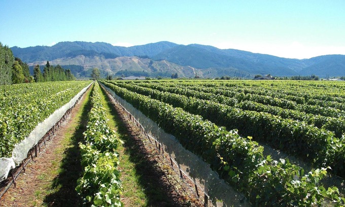 Renwick Cottage | Marlborough Magic - Rapaura Holiday Home