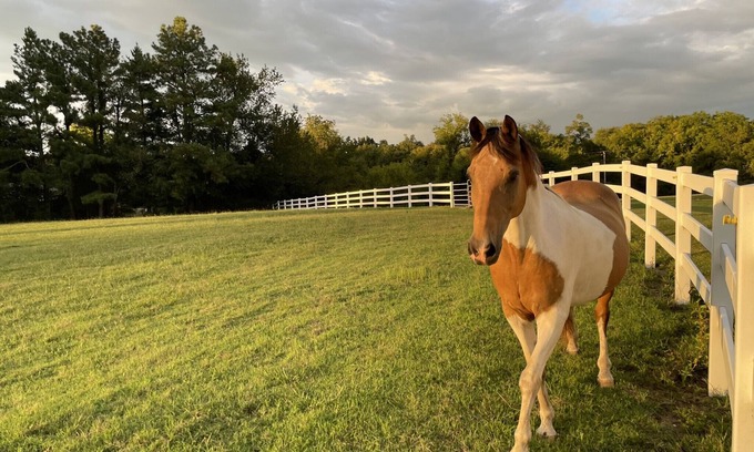 Shelbyville House | Modern, Farmhouse Experience-From our Farm to your Table -family& pet friendly