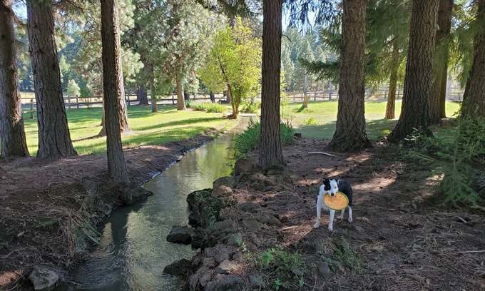 Trout Lake Other | Mt Adams Trout Lake 3B2Ba 2.6 acres quiet, peaceful. Minutes from quaint town.