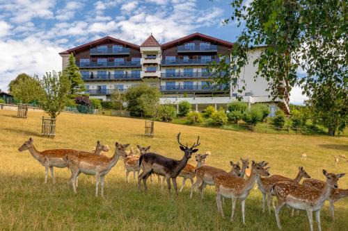 Wershofen Hotel | Natur- und Wohlfühlhotel Kastenholz