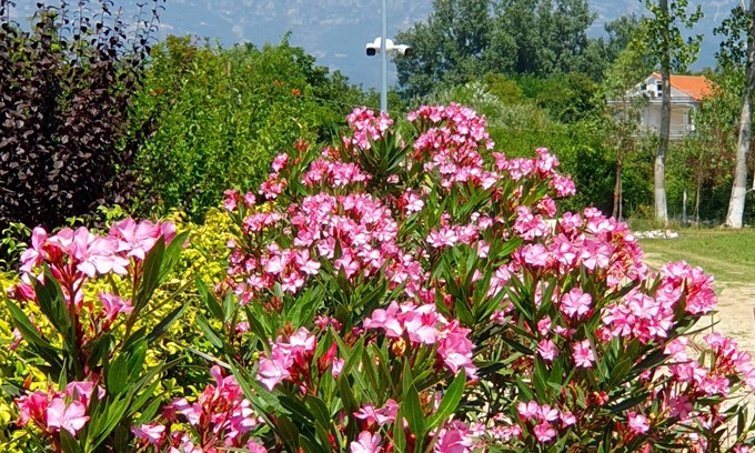 Nikel Hotel | Nerium Garden Inn Tirana Airport