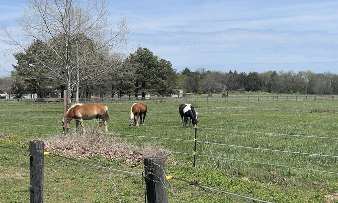 Smyrna House | New family & pet friendly Farmhouse*Equine retreat*Allen House centrally located