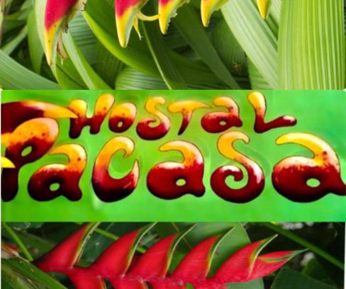 David Hostel | PaCasa Hostel