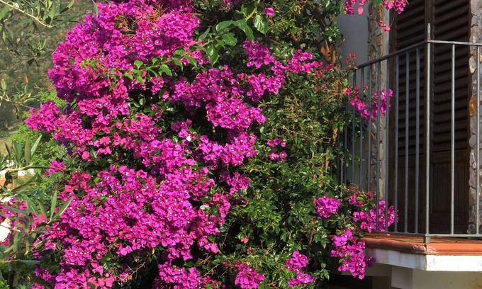 Castellammare del Golfo Villa | Panoramic VILLA 5 km from the sea, inside an estate of olive groves
