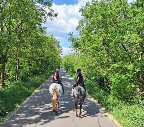 Lechovice House | Penzion Horse Farm Lechovice