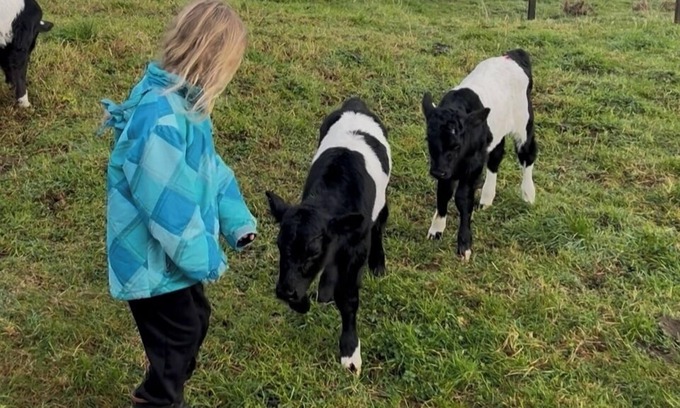 Papakura Other | Pet Friendly Rural Paradise - Only Available until Mid November 2025