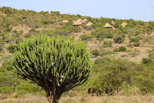 Serengeti National Park Resort | Resort ∙ 1 bedroom ∙ 2 guests