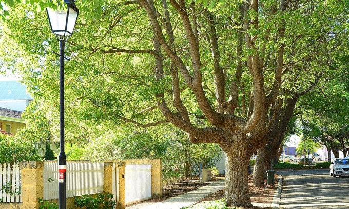 Subiaco Apartment | Rupert Retreat 2
