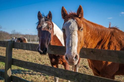 Macon House | Rusmar Farm Equine Country Living 'n Powhatan, VA