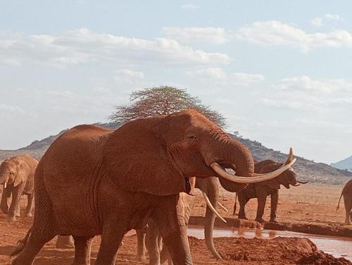 Taita Taveta Hotel | Tausa Tsavo Eco Lodge