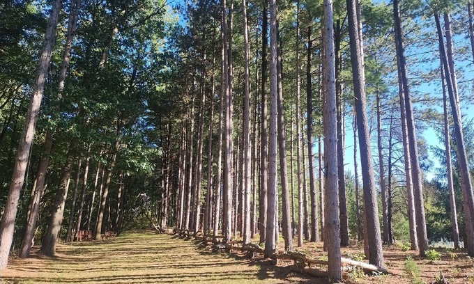 Donaldson Apartment | Tranquil Country Stay Among Pinesn6 miles from Culver. 39 mile from Notre Dame.
