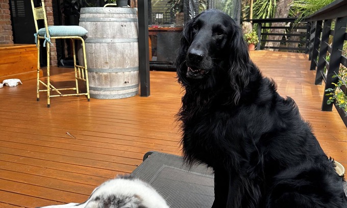 Upper Sturt House | Ultra Dog Friendly Accommodation