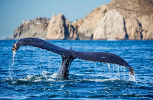 Cabo San Lucas Apartment | Viva Nautica Solaria 2 BR condo with sea view, 2 pools, hot tub