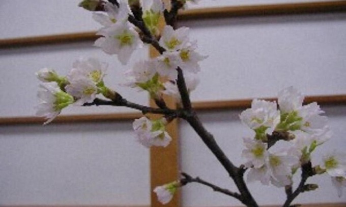 Sakata Hotel | Wakaba Ryokan / Vacation STAY 29366