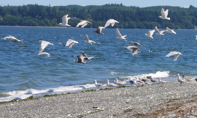 Puget Sound Cabin | Waterfront relaxing, getaway. Small, clean, warm cabin.
