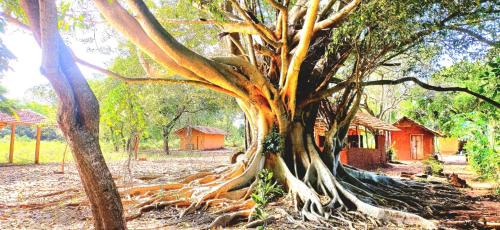 Dambulla Other | Wild Lodge Camp