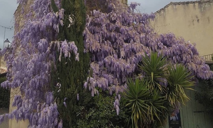 Aigues-Vives Apartment | Wisteria