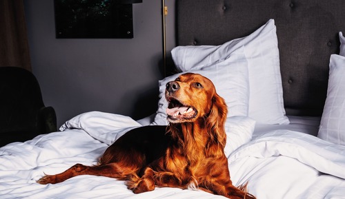 Double Room (Pet Friendly)