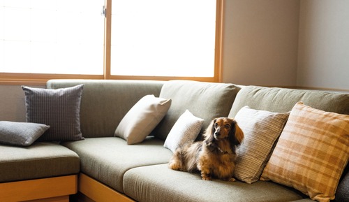 Dog-Friendly Suite with Living Room Sofa, Non Smoking