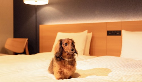 Dog-Friendly Japanese Suite